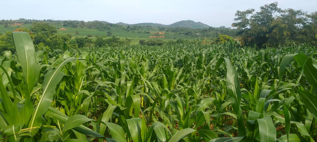 Community Business - Afbeelding 5