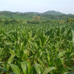 Community Garden P10