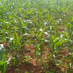 Community Garden P11