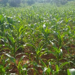 Community Garden P12