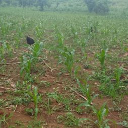 Community Garden P14