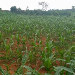 Community Garden P15