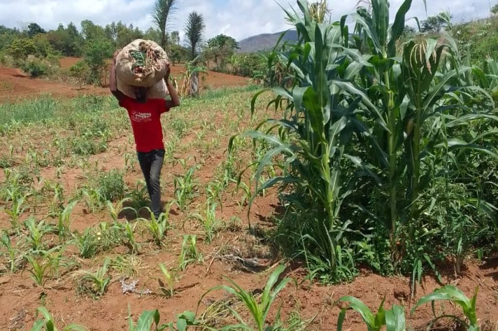 Landbouw Malawi